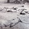 1964-11 : Operatie Ommegang : Kongo